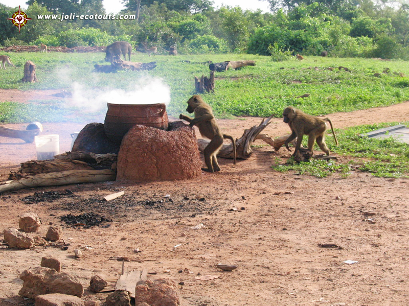 Monkeys of different kinds abound in Mole