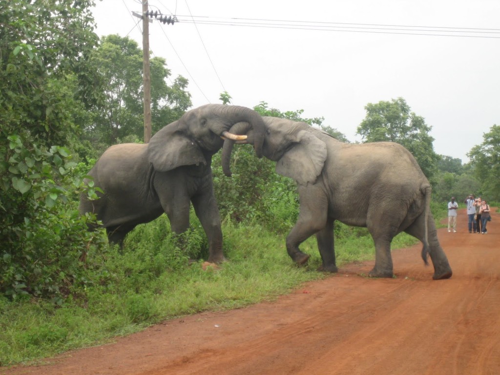 Elephants in Mole National Park