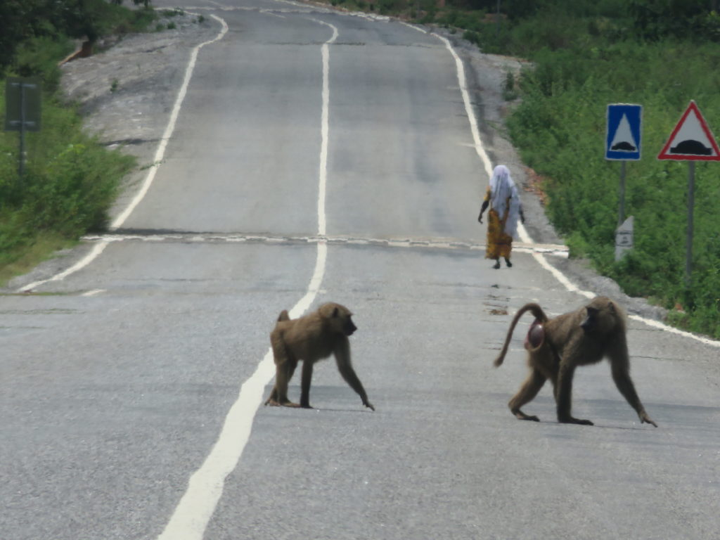 Baboons will welcome you to Mole